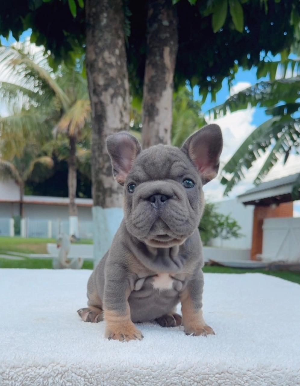 Bulldog Francês Femea